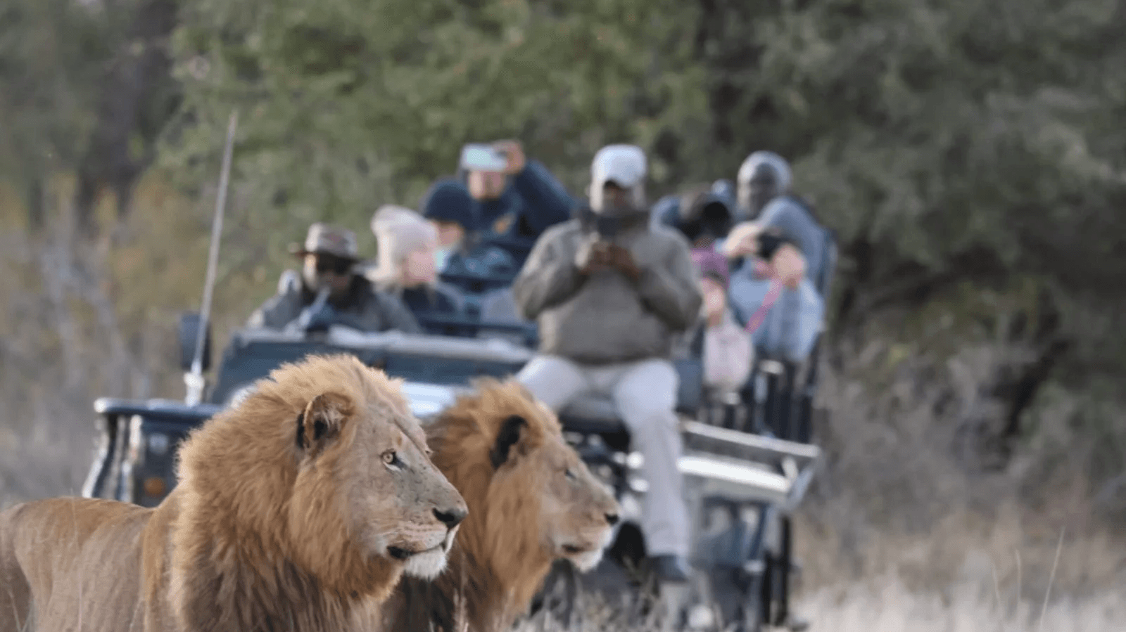 Simbavati Hilltop Lodge » Zuid Afrika » Matoke Tours