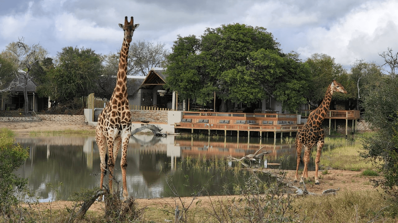 Simbavati Waterside Lodge » Zuid Afrika » Matoke Tours
