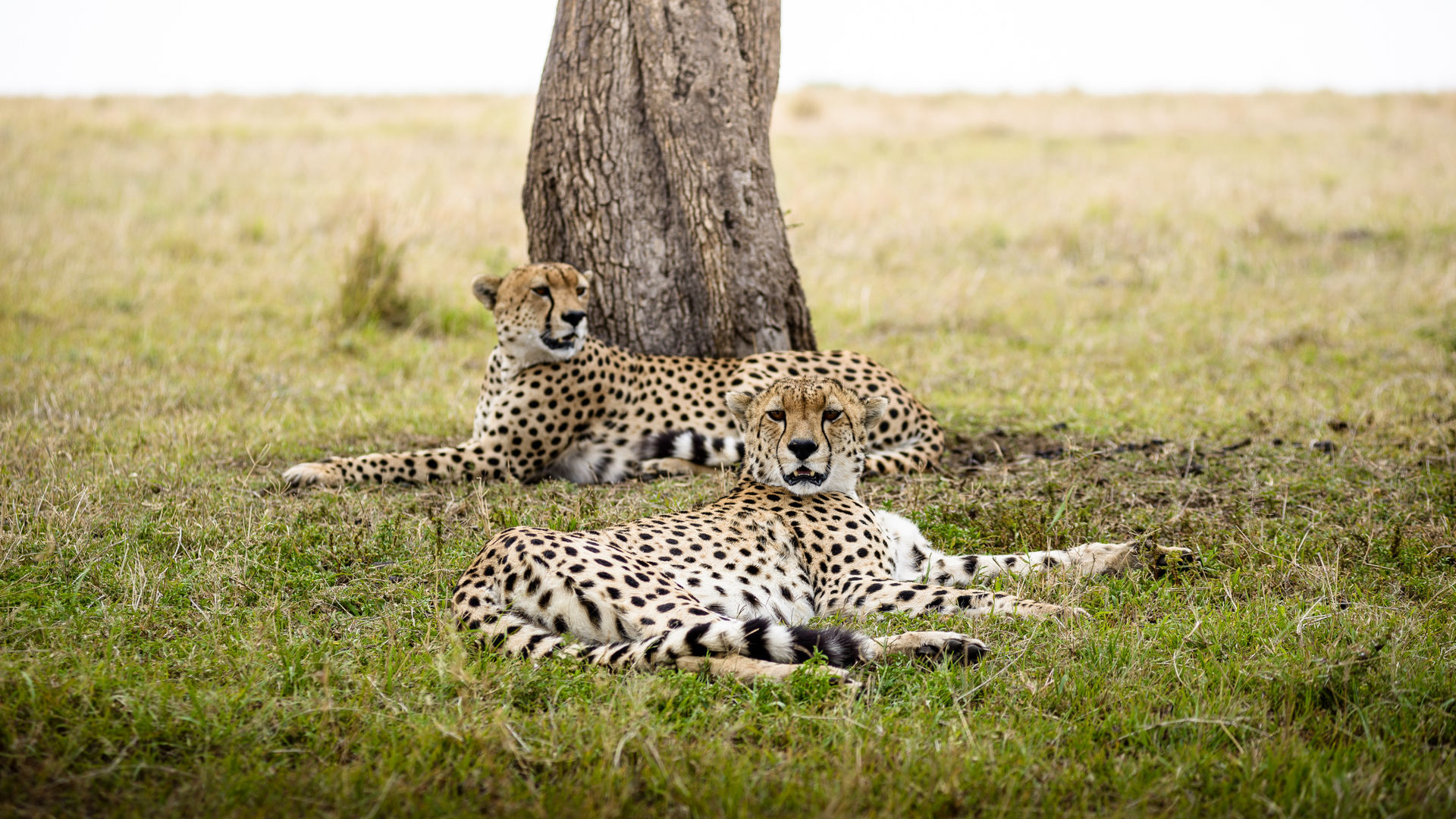 Privéreis Kenia hoogtepunten safari - 10 dagen | Matoke Tours