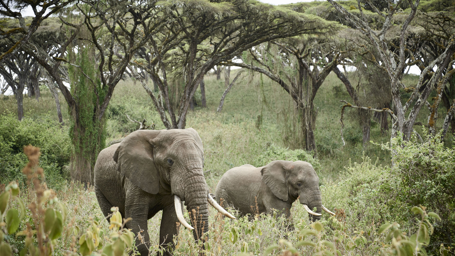 Safari Tanzania en strandvakantie Zanzibar | Matoke Tours