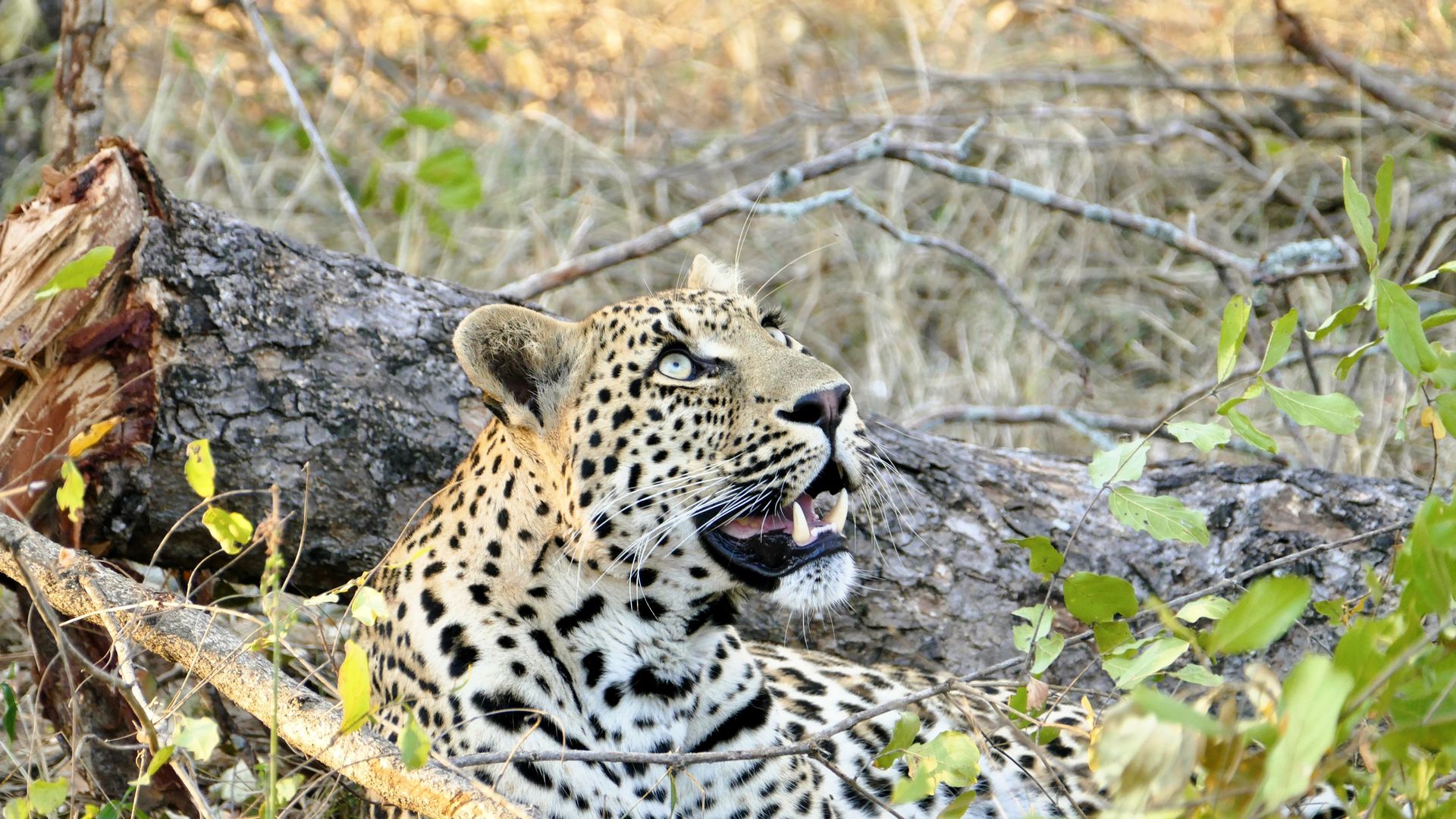 Hoedspruit - de safarihoofdstad van Zuid-Afrika | Matoke Tours