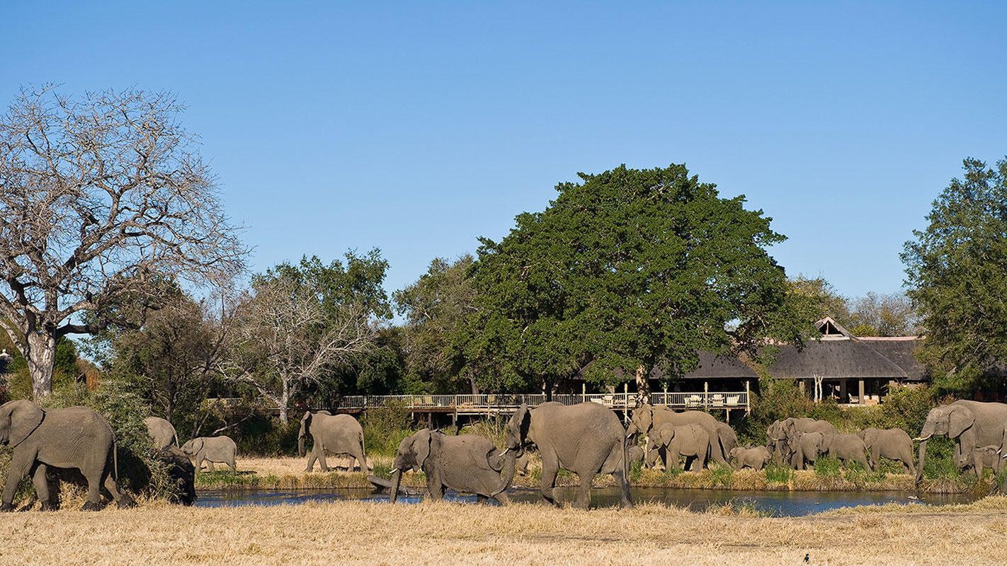 Sabi Sabi Bush Lodge » Matoke