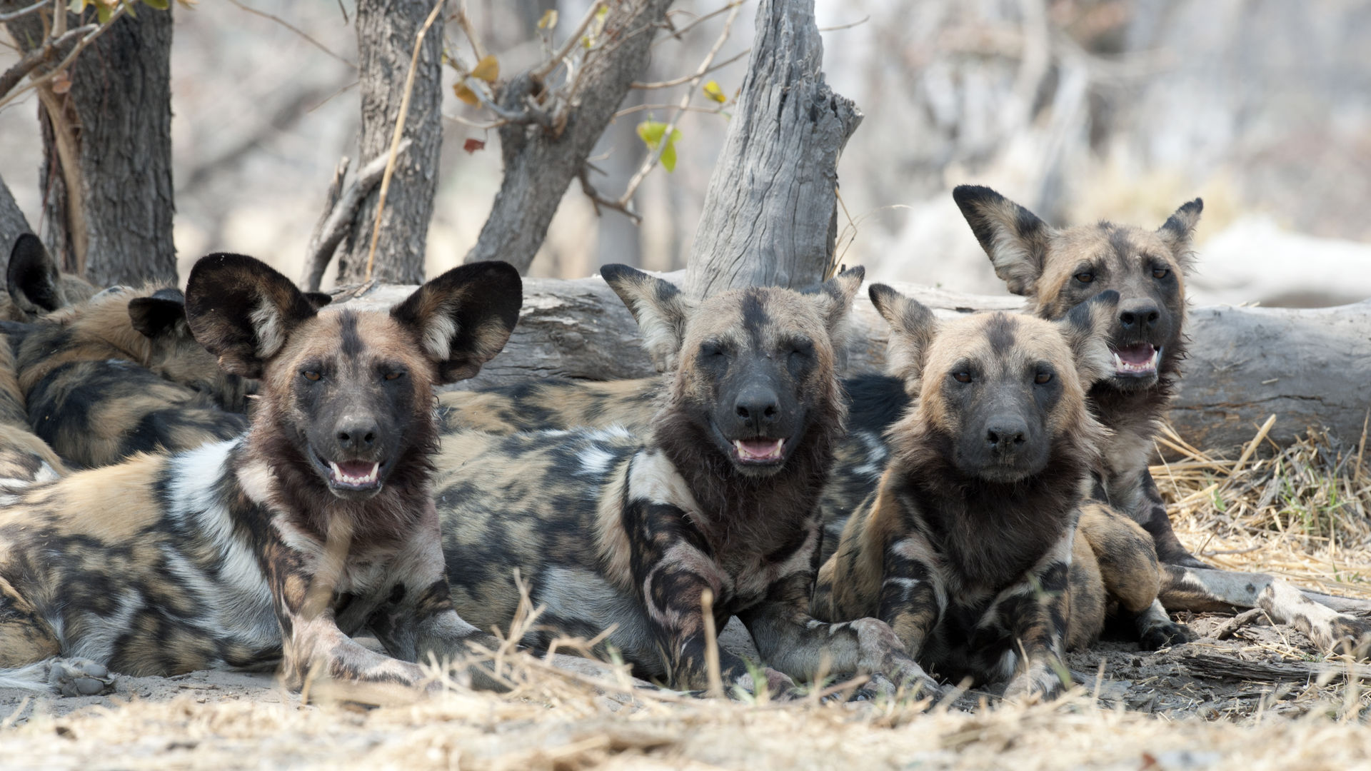 Selous Game Reserve - Nyerere National Park - Matoke Tours