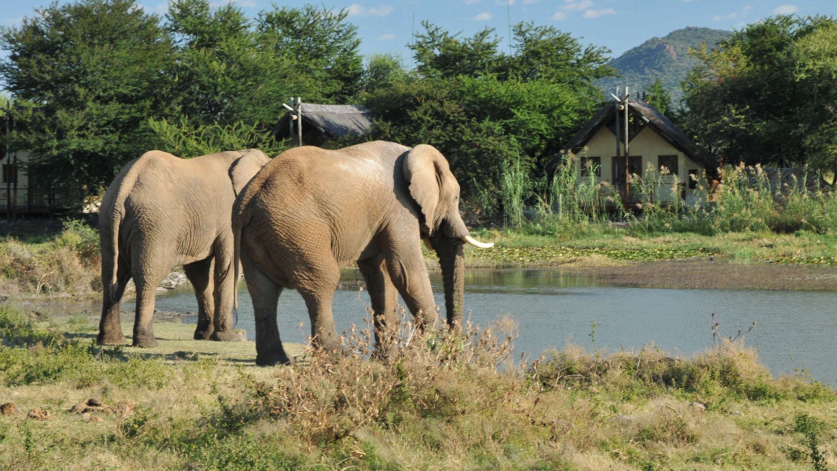 Tau Game Lodge » Zuid Afrika » Matoke Tours