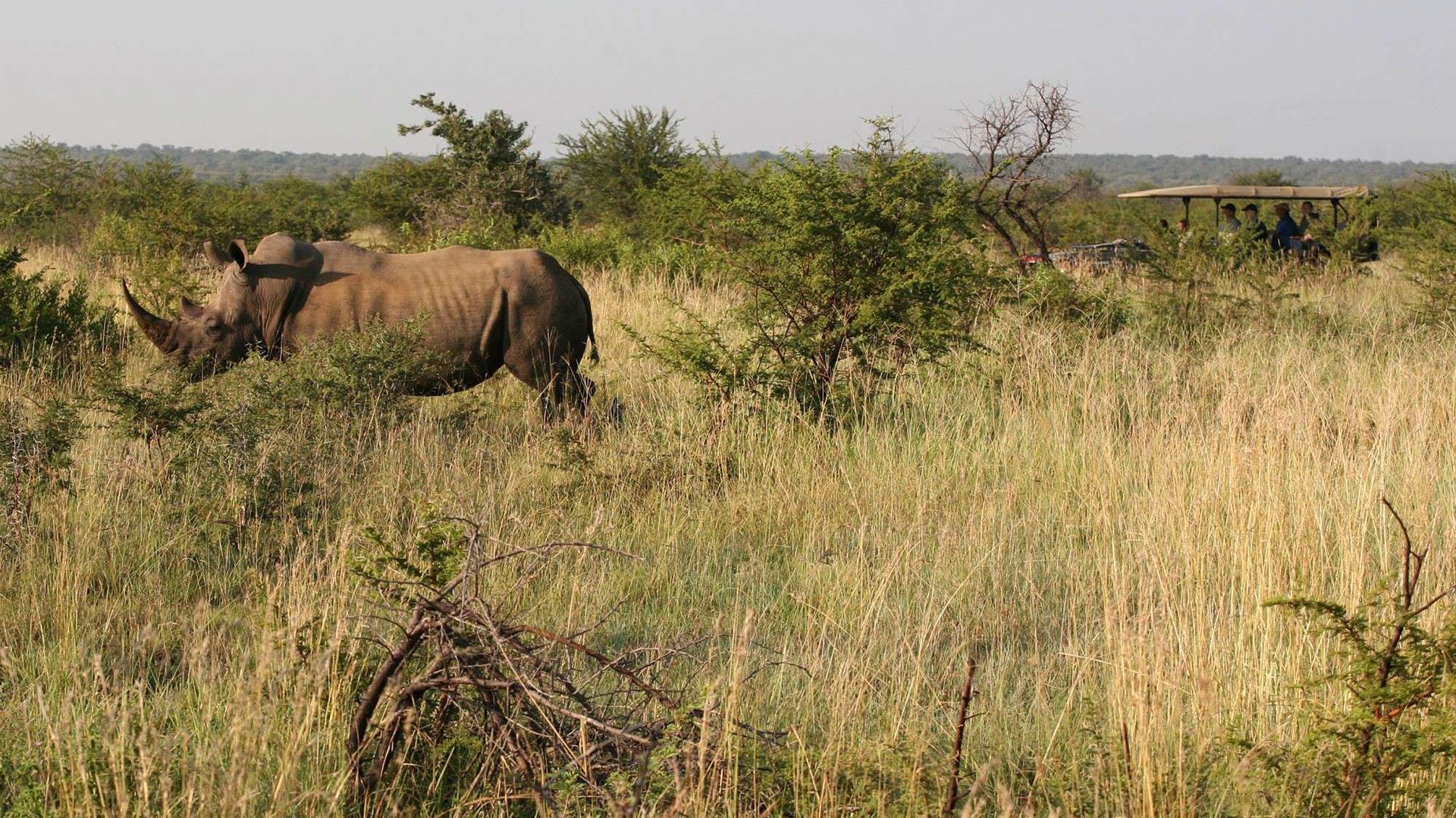 Tau Game Lodge » Zuid Afrika » Matoke Tours