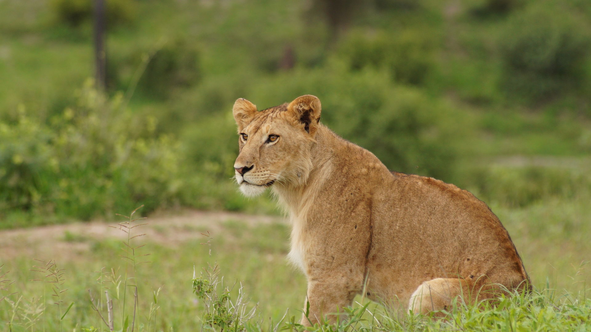 Beste reistijd voor een safari in Afrika | Matoke Tours