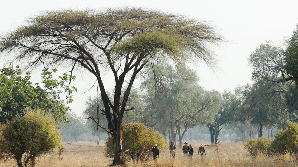 13-daagse safari reis door Zambia: Busanga Plains en South Luangwa