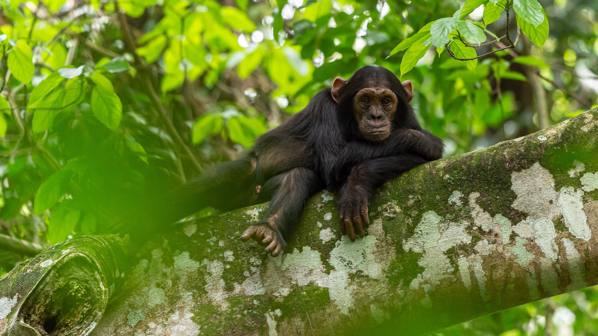 Bugoma Forest | Chimpanzee trekking in Uganda | Matoke Tours