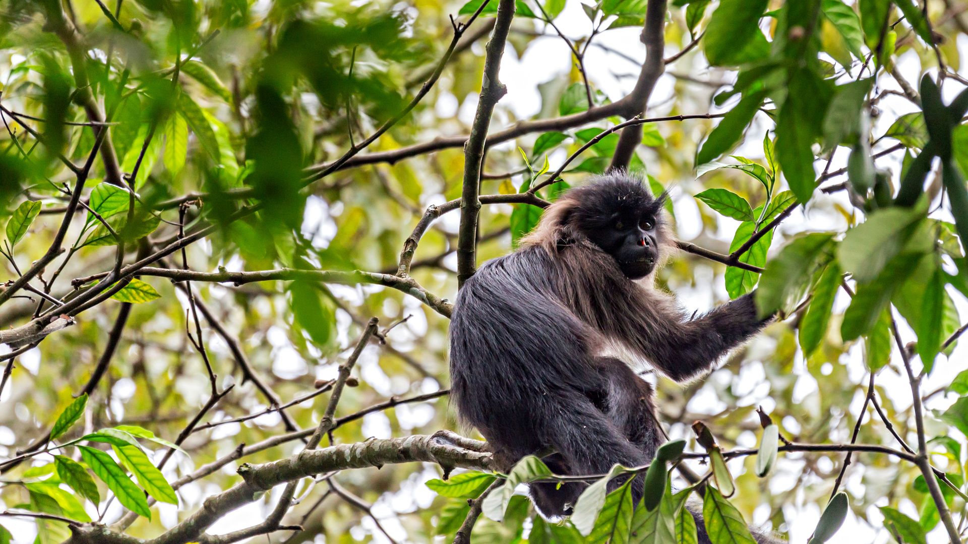 Bugoma Forest | Chimpanzee trekking in Uganda | Matoke Tours