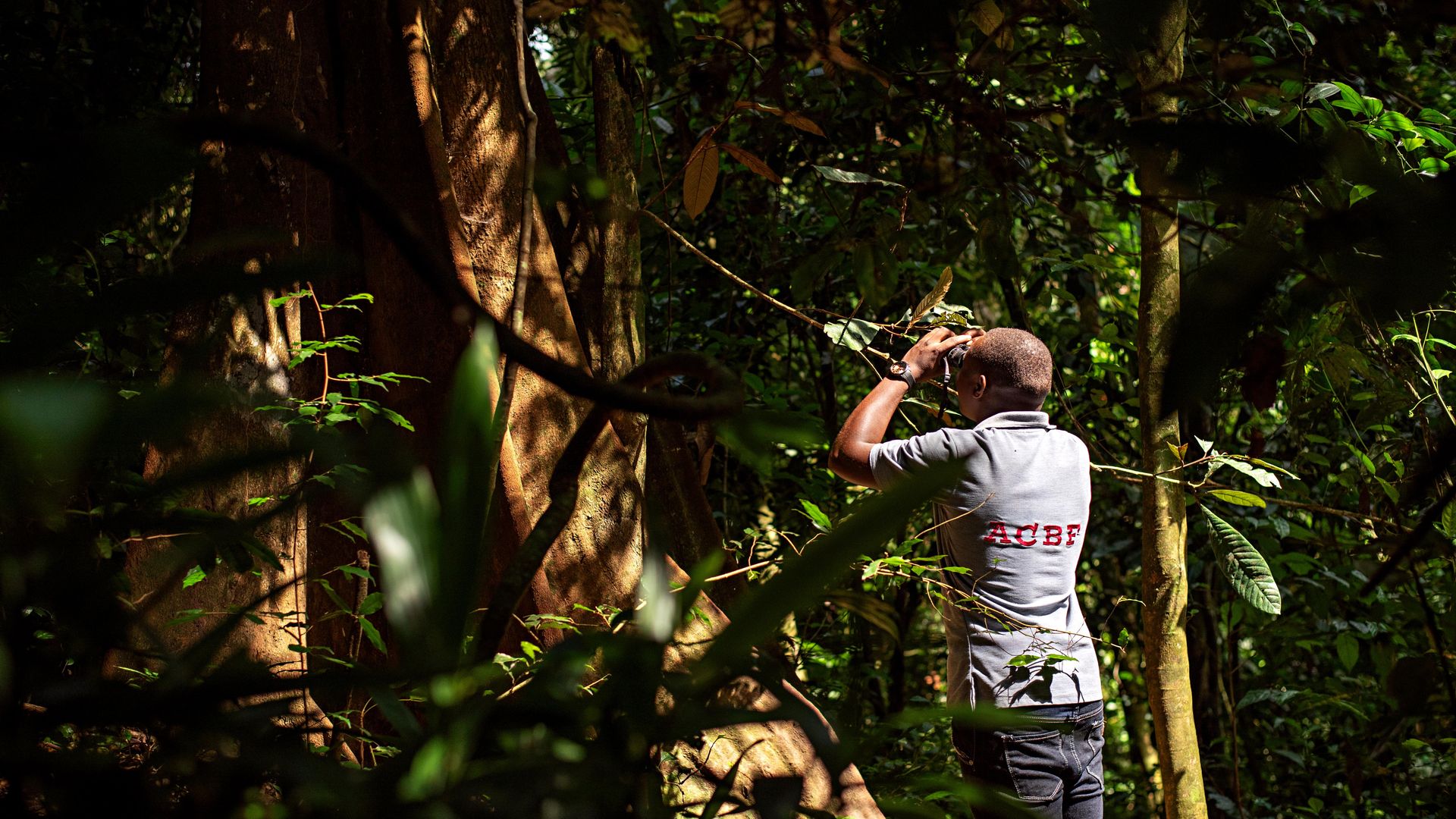 Bugoma Forest | Chimpanzee trekking in Uganda | Matoke Tours