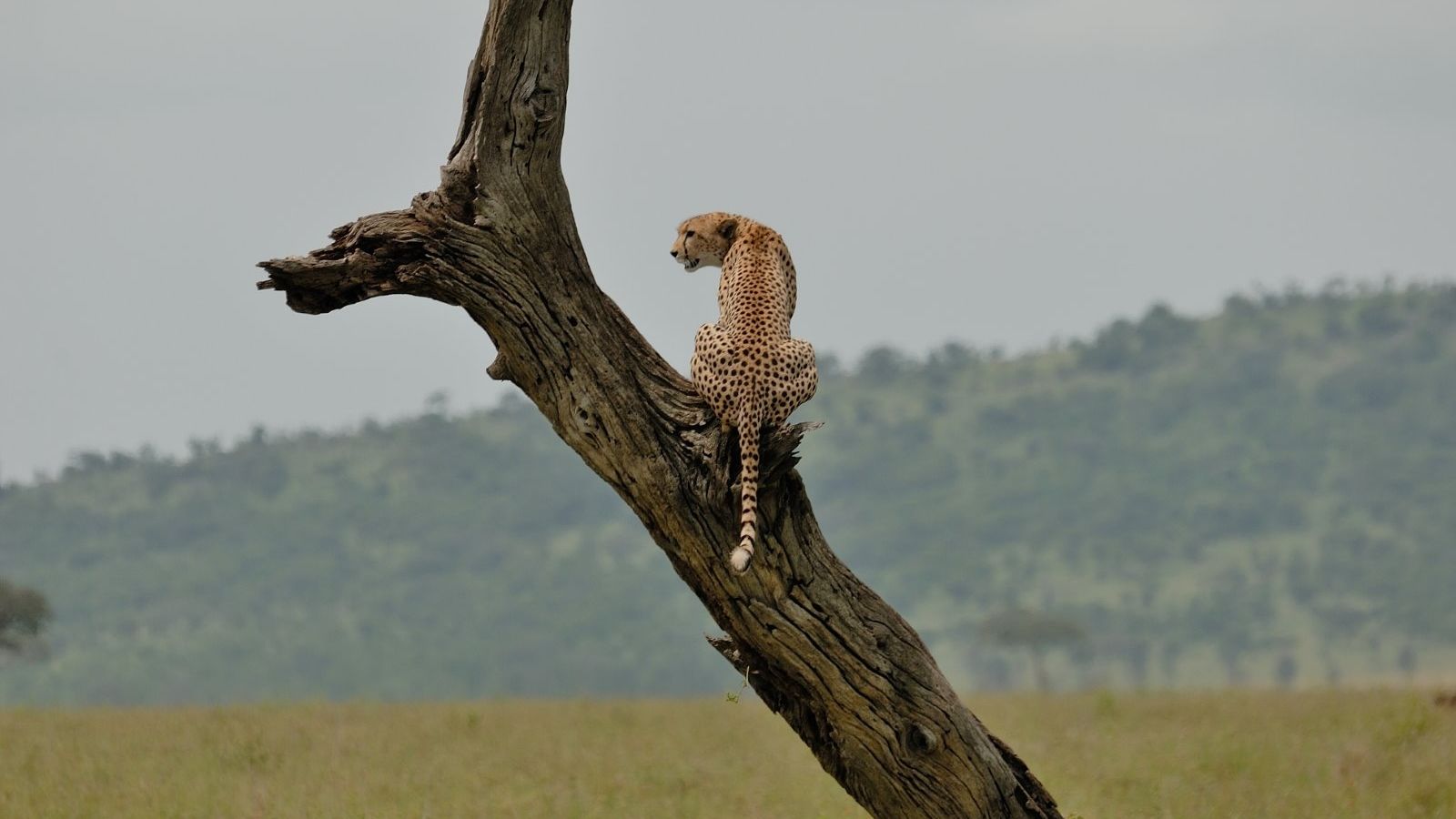 Serengeti vakantie - 10 dagen Serengeti reis | Matoke Tours