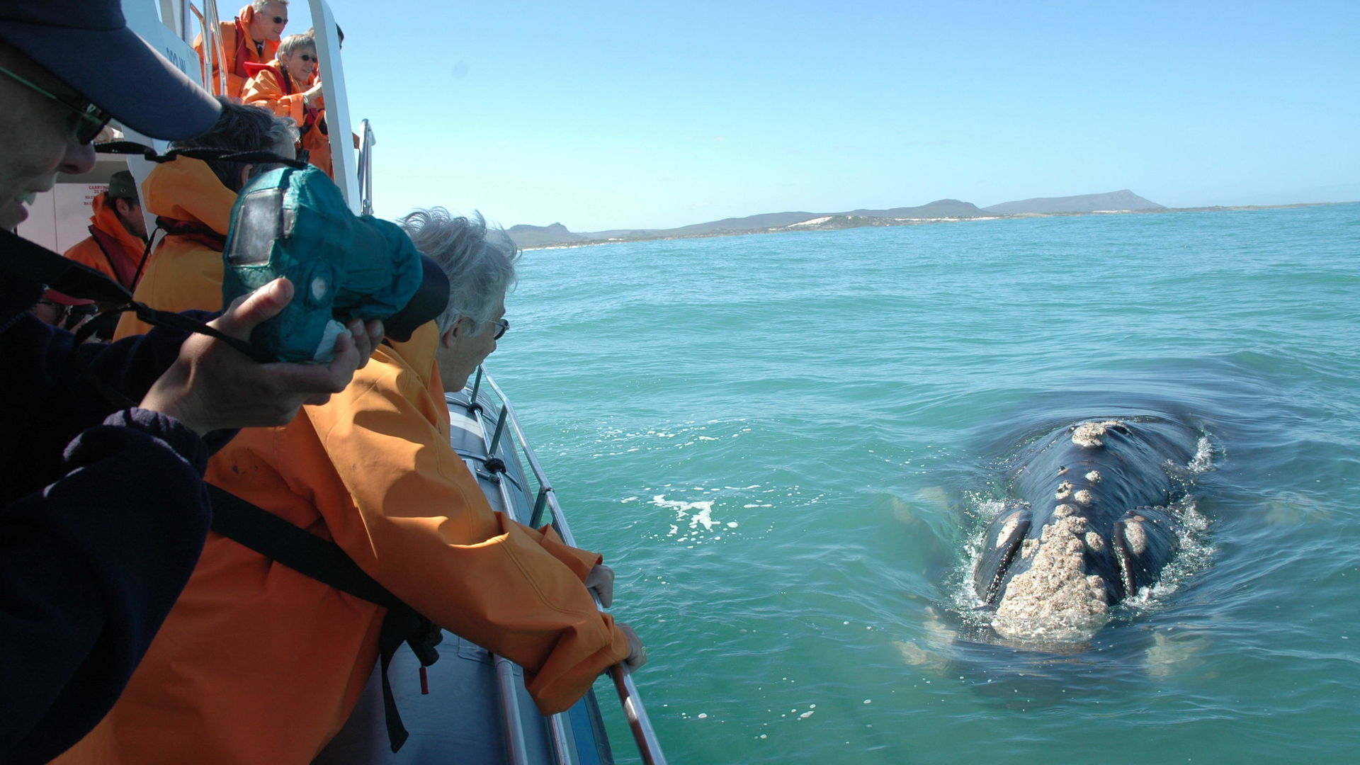 Hermanus - Walvissen - Zuid-Afrika - Matoke Tours