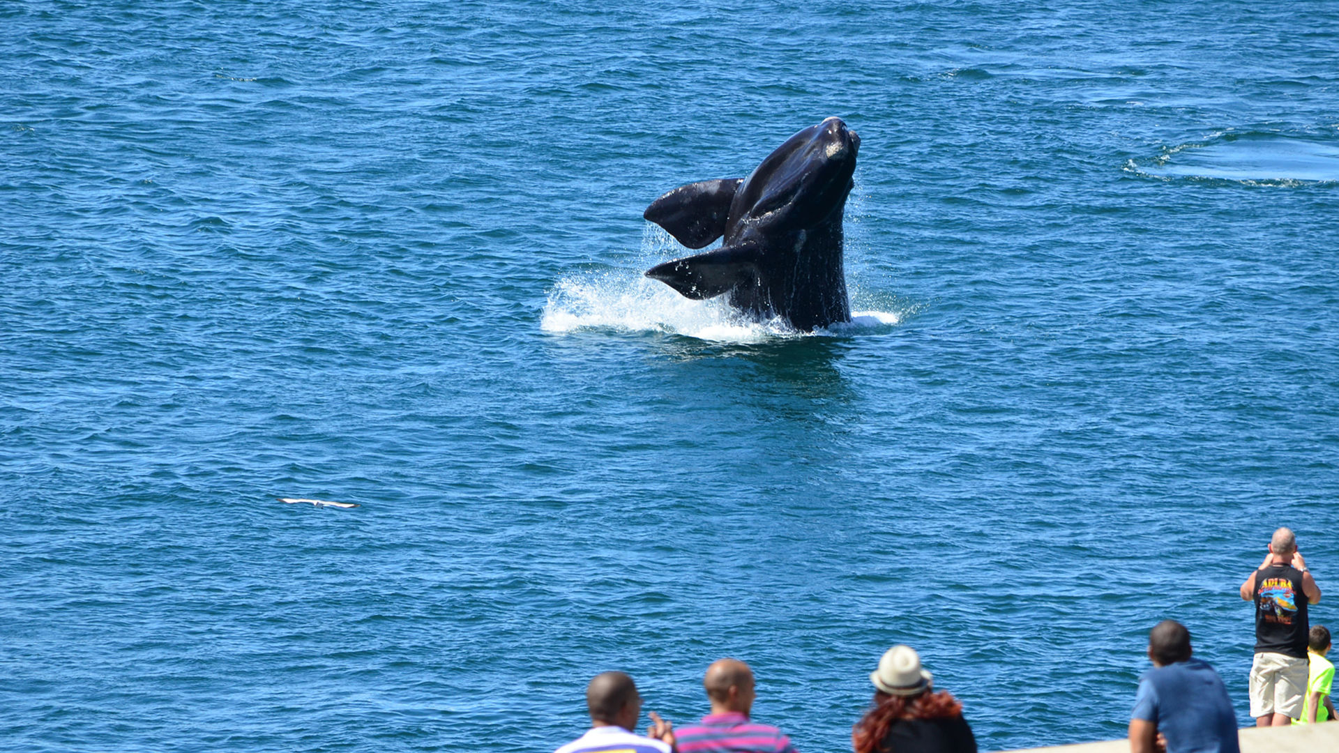 Hermanus - Walvissen - Zuid-Afrika - Matoke Tours