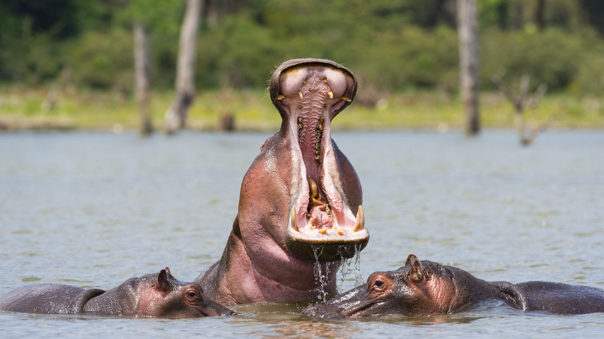 Kenia Safari en strand » Matoke