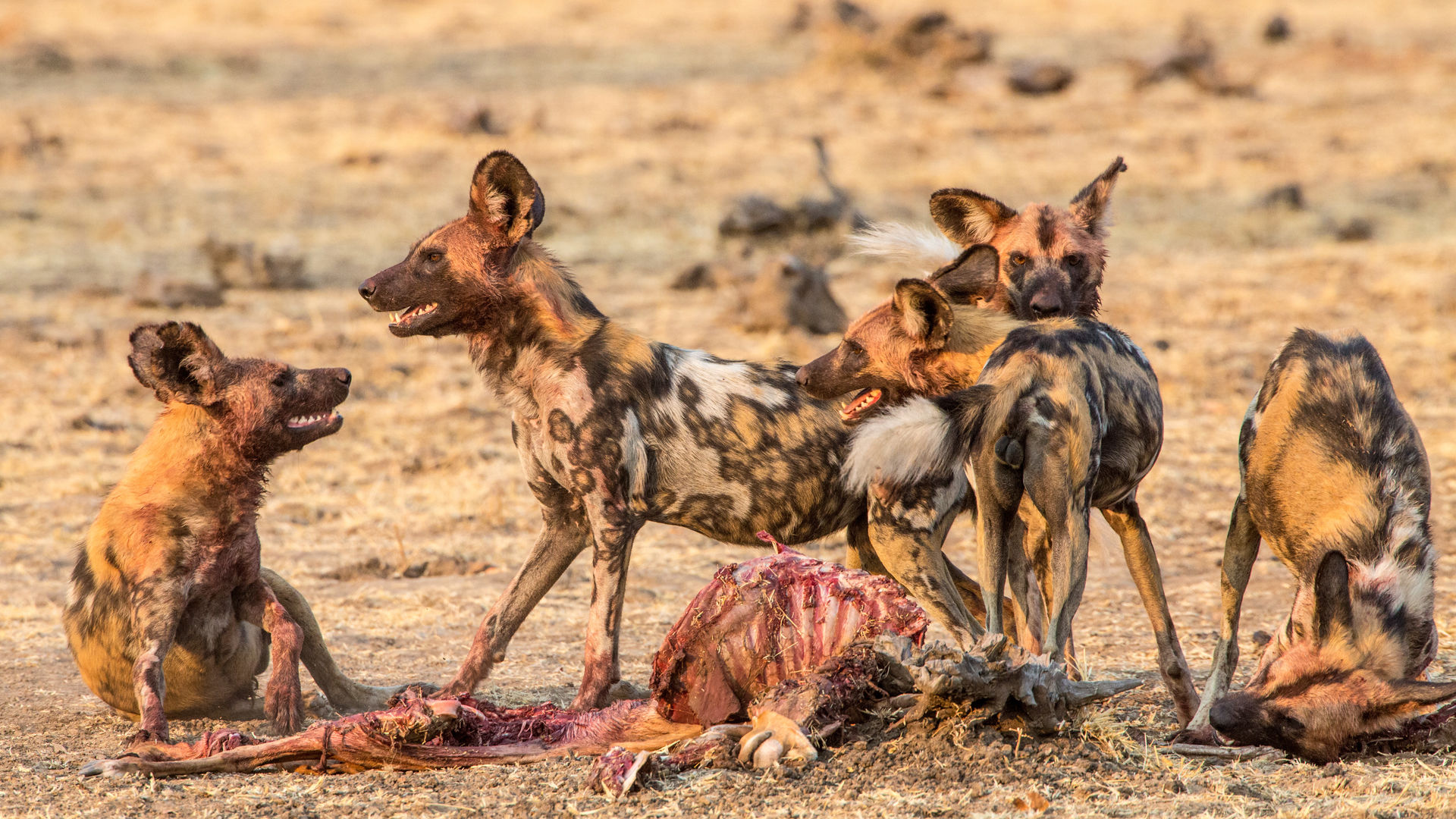 13-daagse safari reis door Zambia: Busanga Plains en South Luangwa