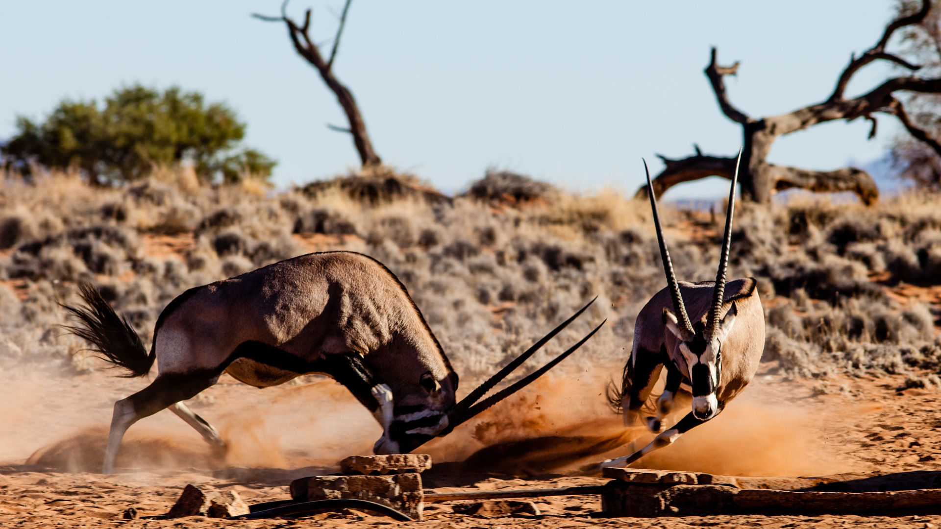 Luxe rondreis door Namibie - 18 daagse individuele reis door Namibie