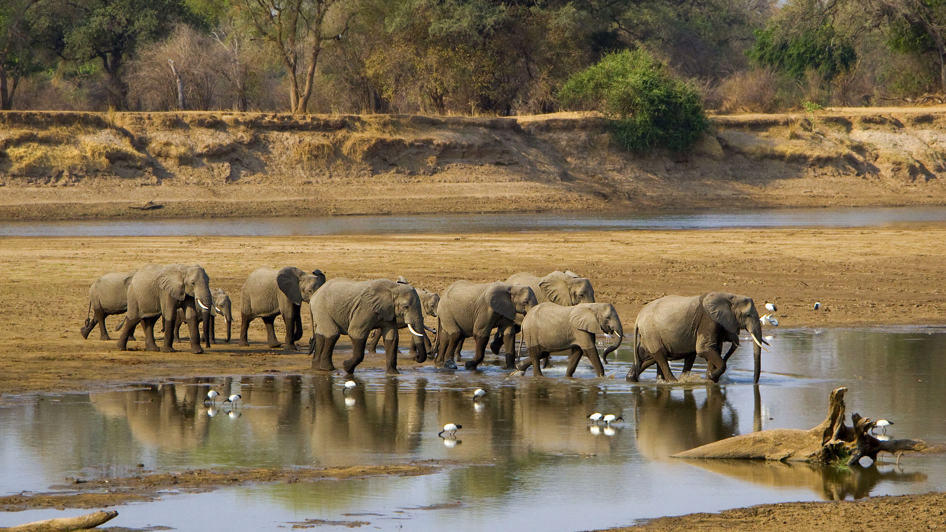 13-daagse safari reis door Zambia: Busanga Plains en South Luangwa