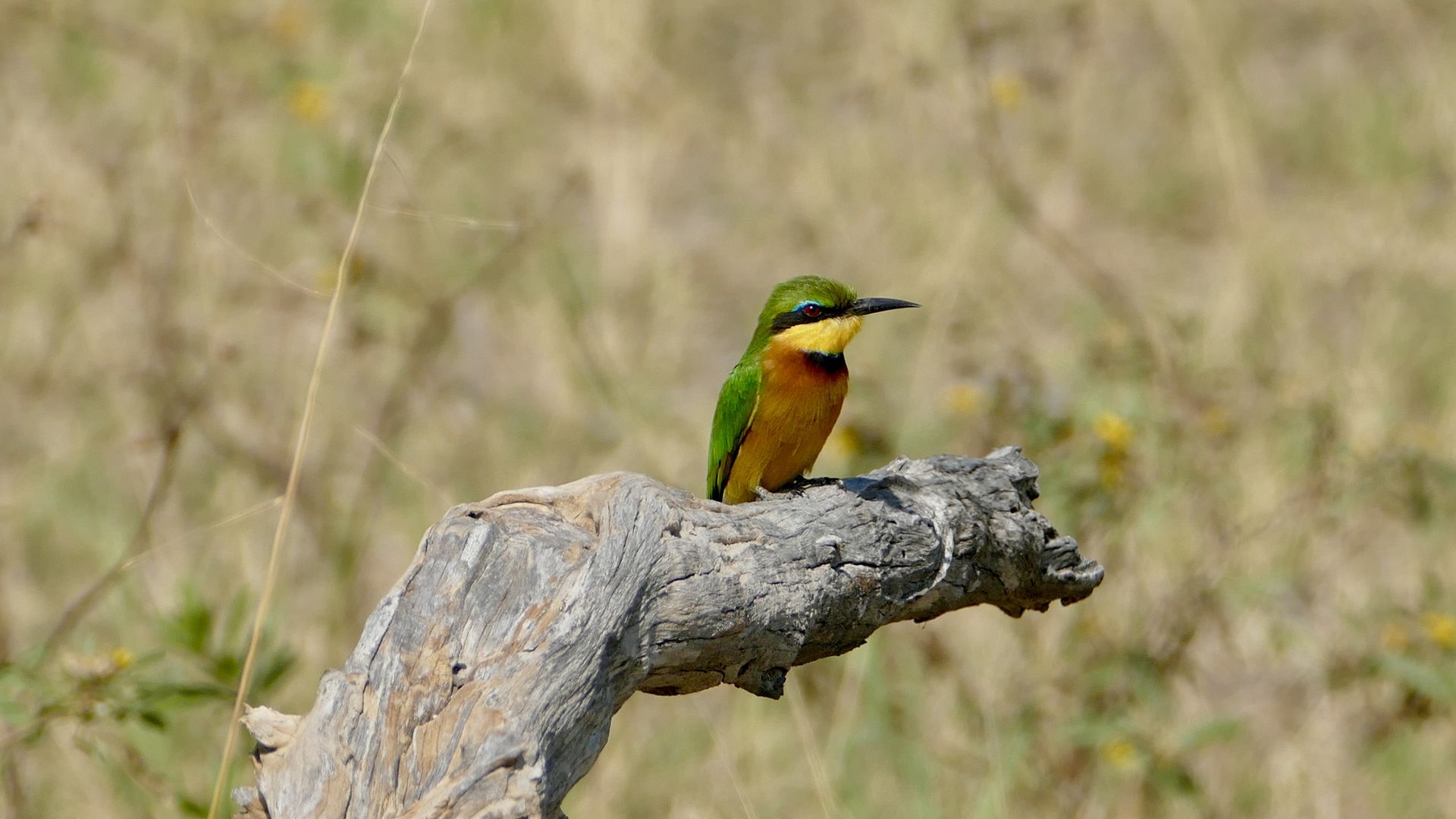 Verkenningstocht door de Zambezi Regio in Namibië en Zimbabwe