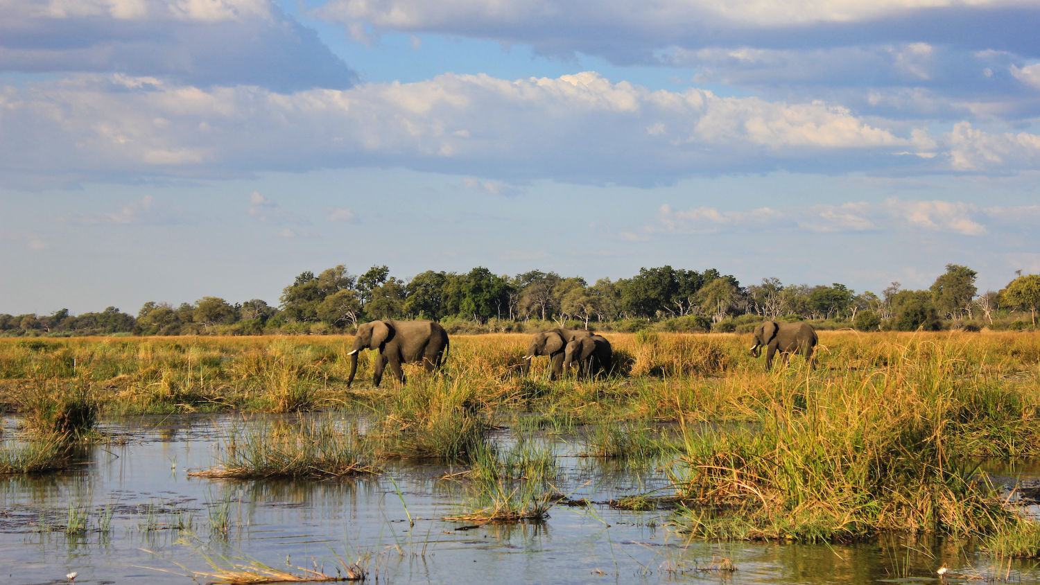 Zambezi regio in Namibië - Zambezi River - Caprivistrook