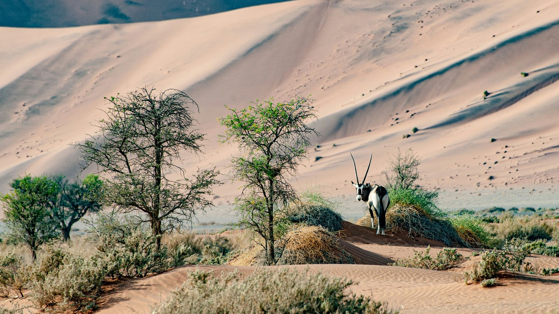 Deadvlei Namibië – Matoke Tours