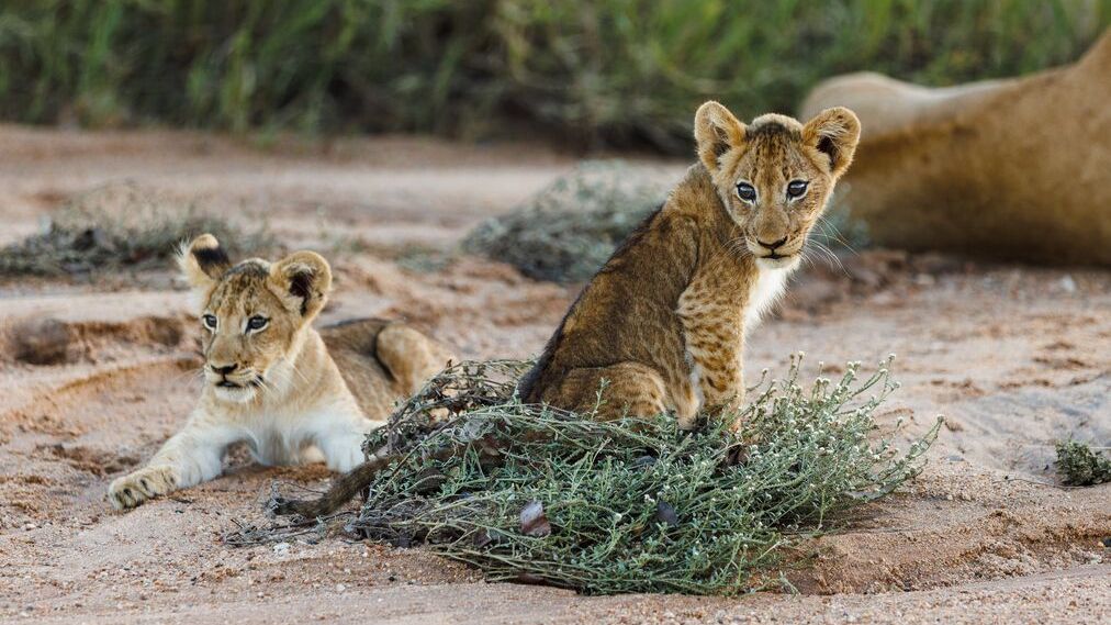 Reisinformatie Zuid Afrika | Matoke Tours