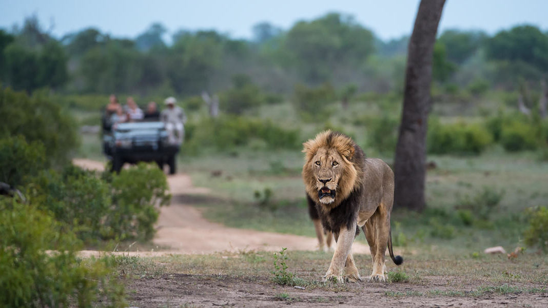 Sabi Sand - Natuurreservaat - Zuid-Afrika - Matoke Tours