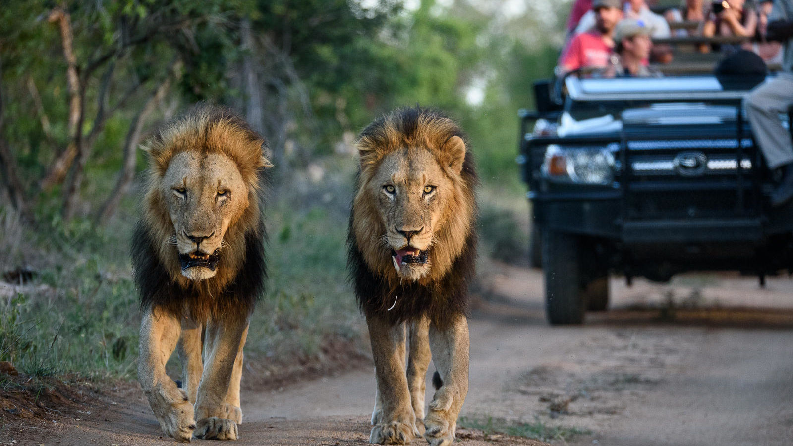 Sabi Sand - Natuurreservaat - Zuid-Afrika - Matoke Tours