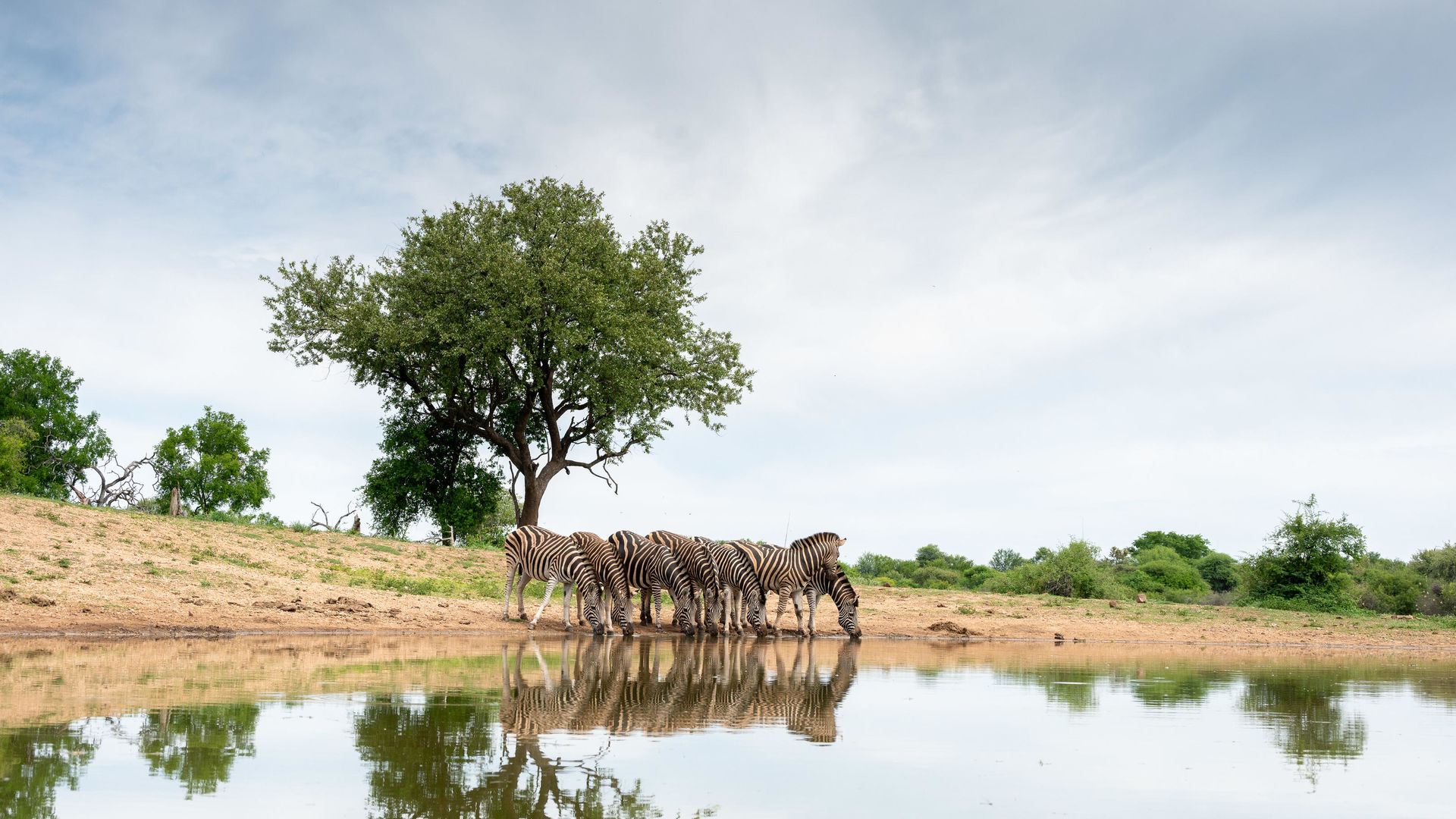 Madikwe - Natuur Reservaat - Zuid-Afrika - Matoke Tours