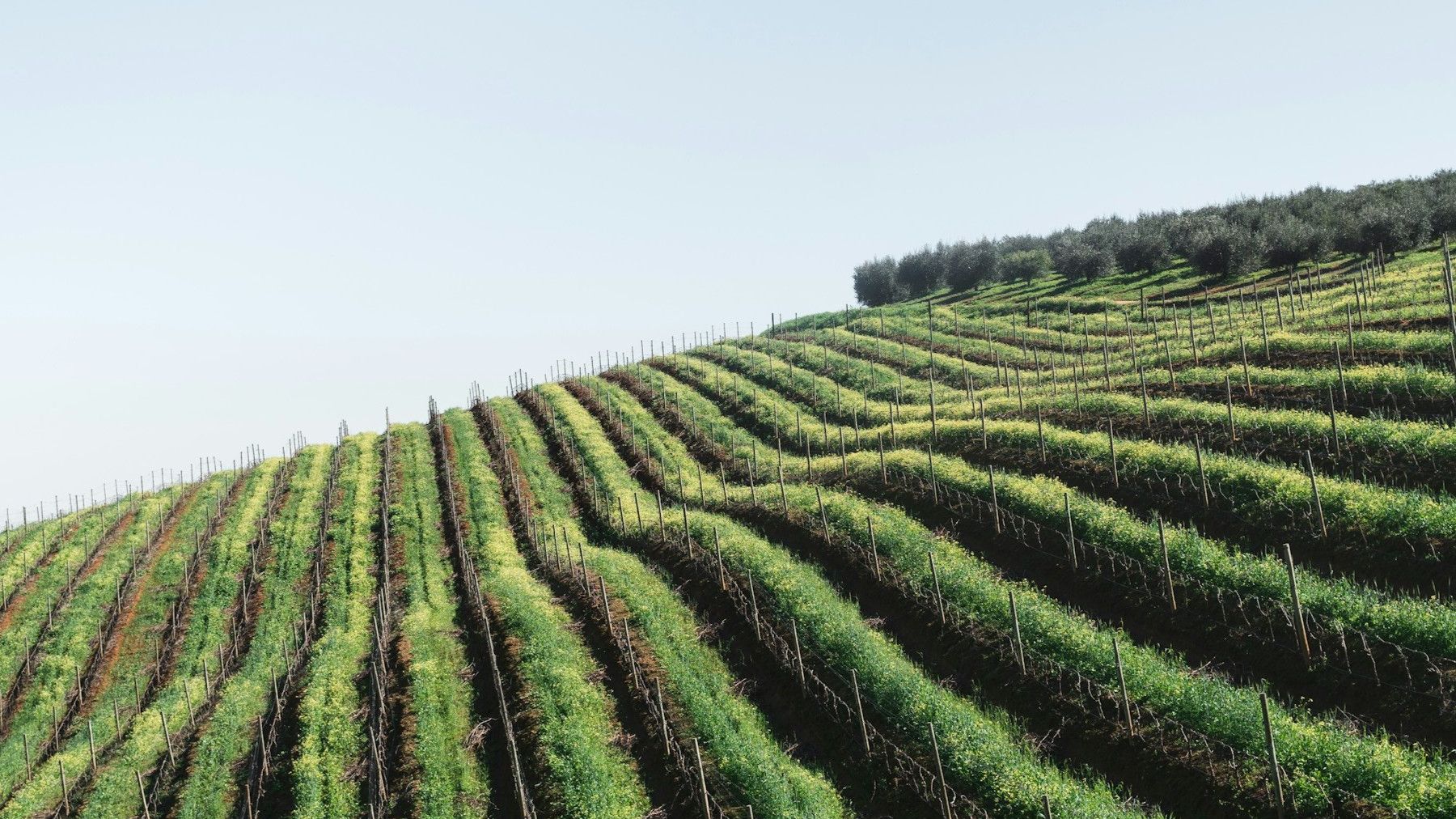 Franschhoek - de wijnhoofdstad van Zuid-Afrika | Matoke Tours