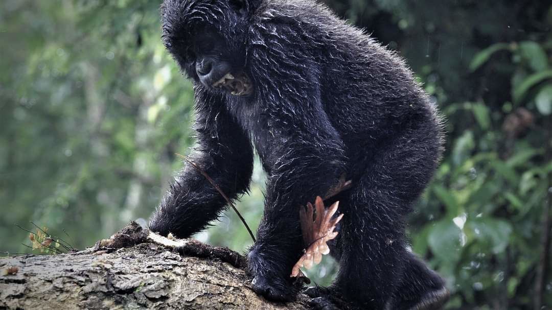 Groene voetsporen in Afrika | Duurzaamheid | Matoke Tours