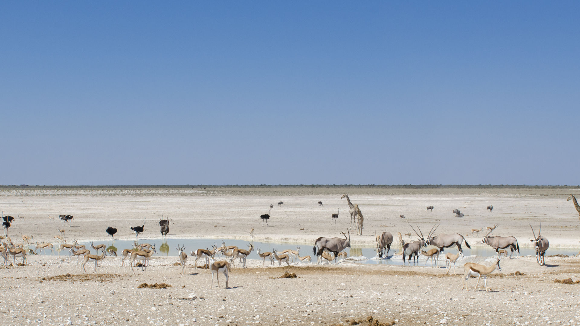 Exclusieve fly-in-safari Namibie | 12-daagse vliegrondreis in stijl