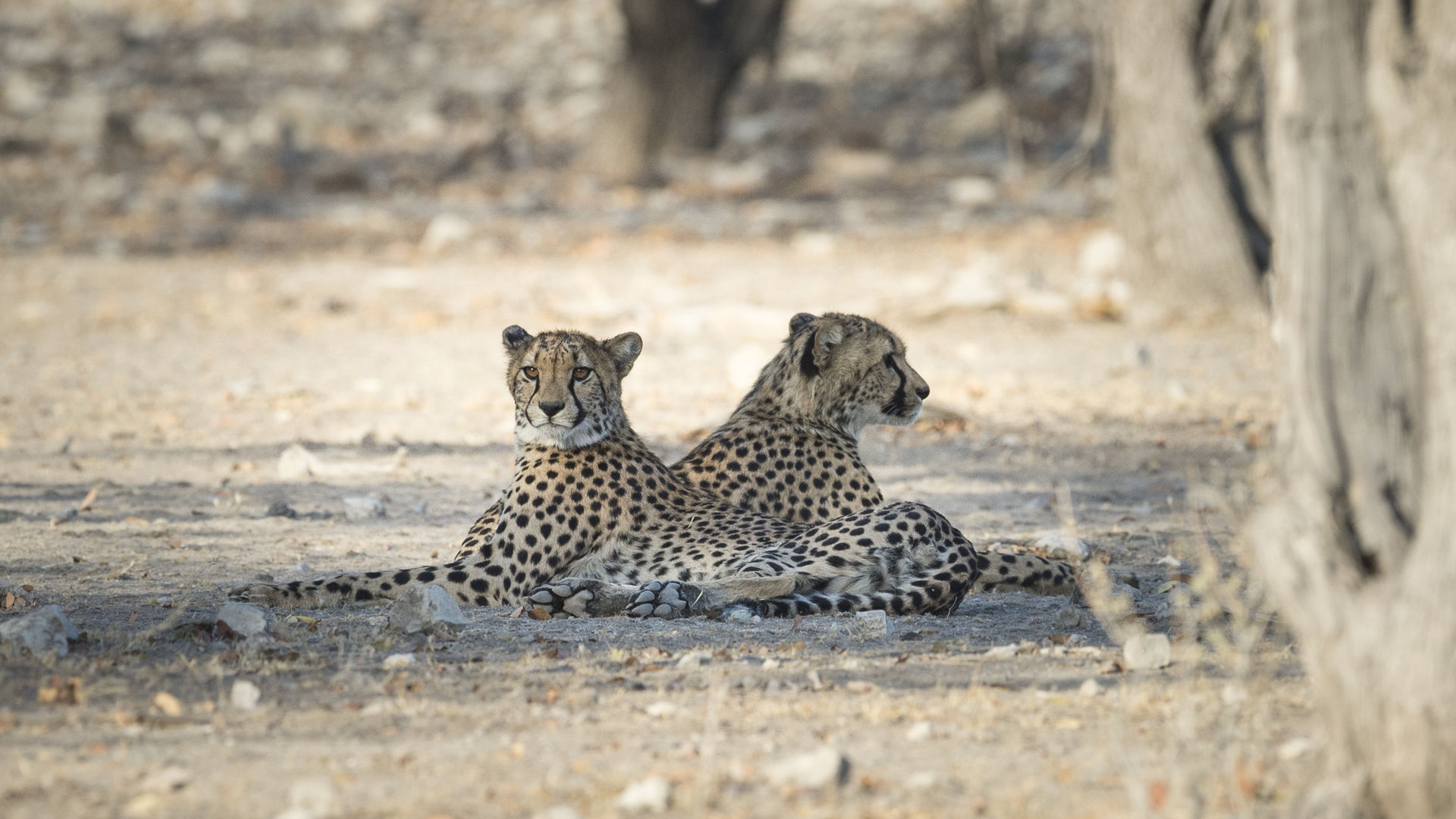 Luxe reis Namibie - 18 daagse individuele rondreis door Namibie