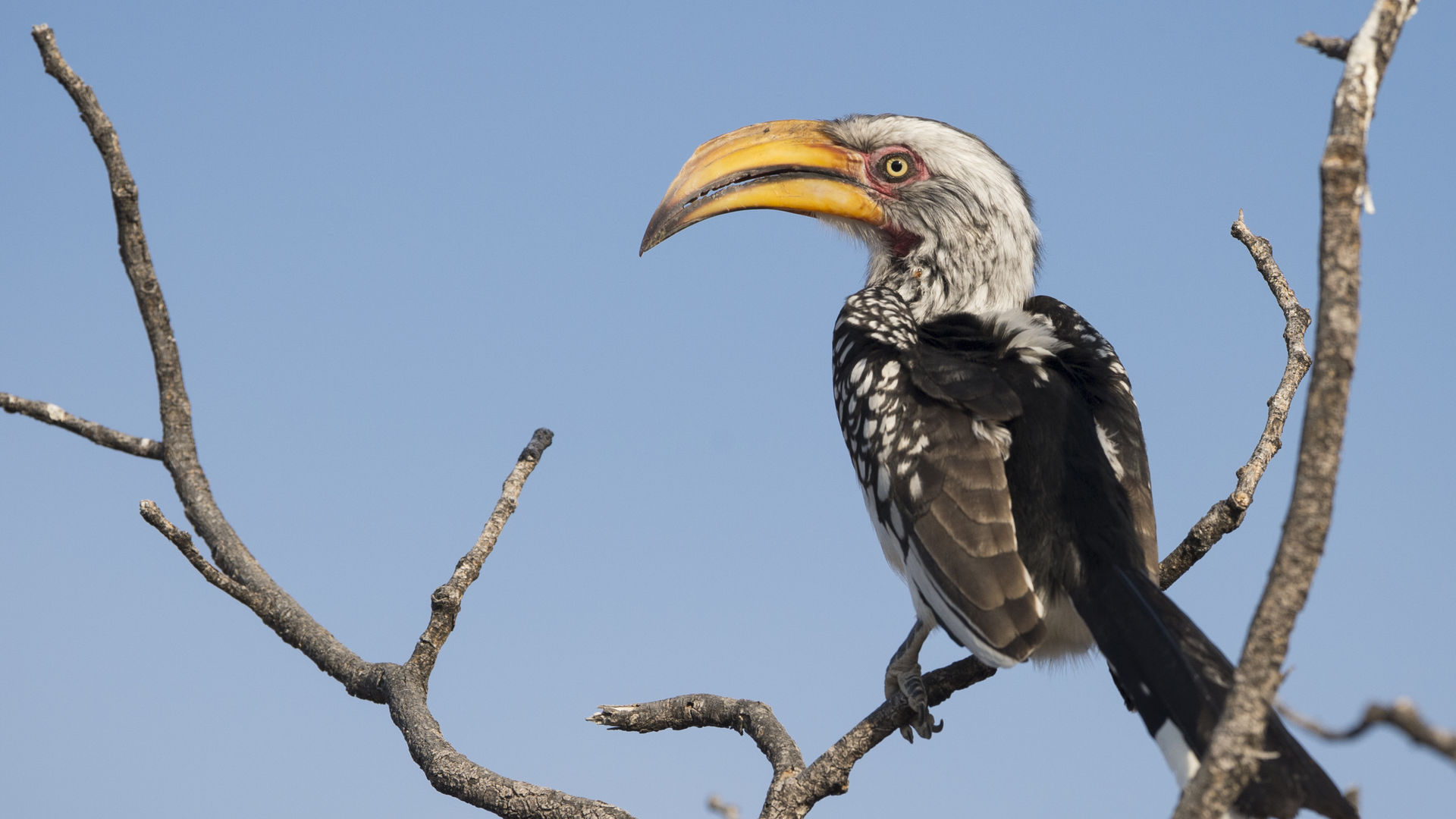 Exclusieve fly-in-safari Namibie | 12-daagse vliegrondreis in stijl
