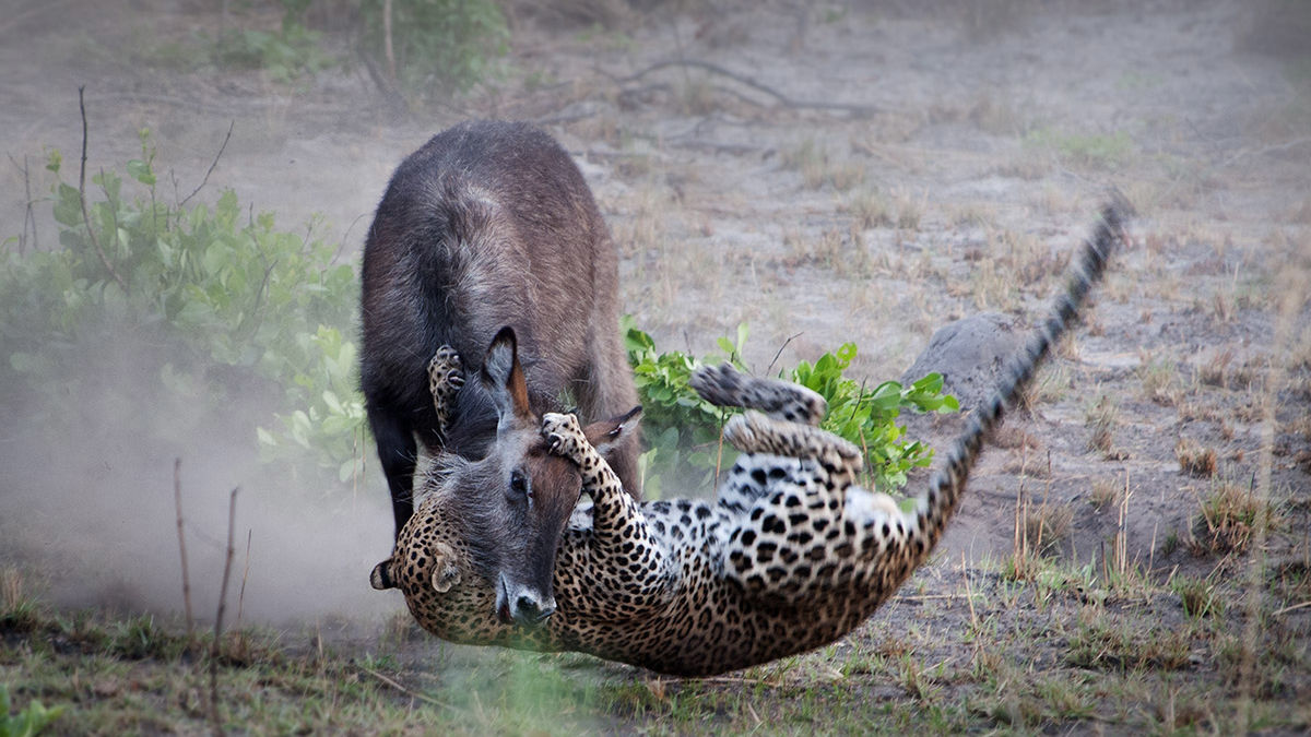 Zambia safari prive - Individuele safari reis Zambia - Matoke Tours