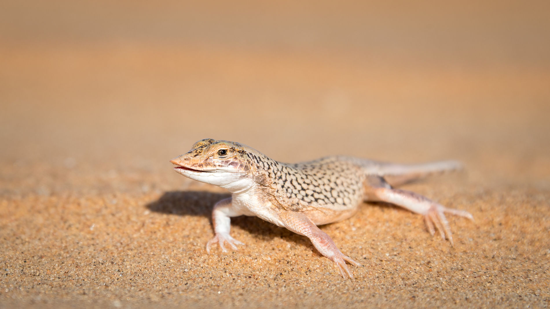 Exclusieve fly-in-safari Namibie | 12-daagse vliegrondreis in stijl