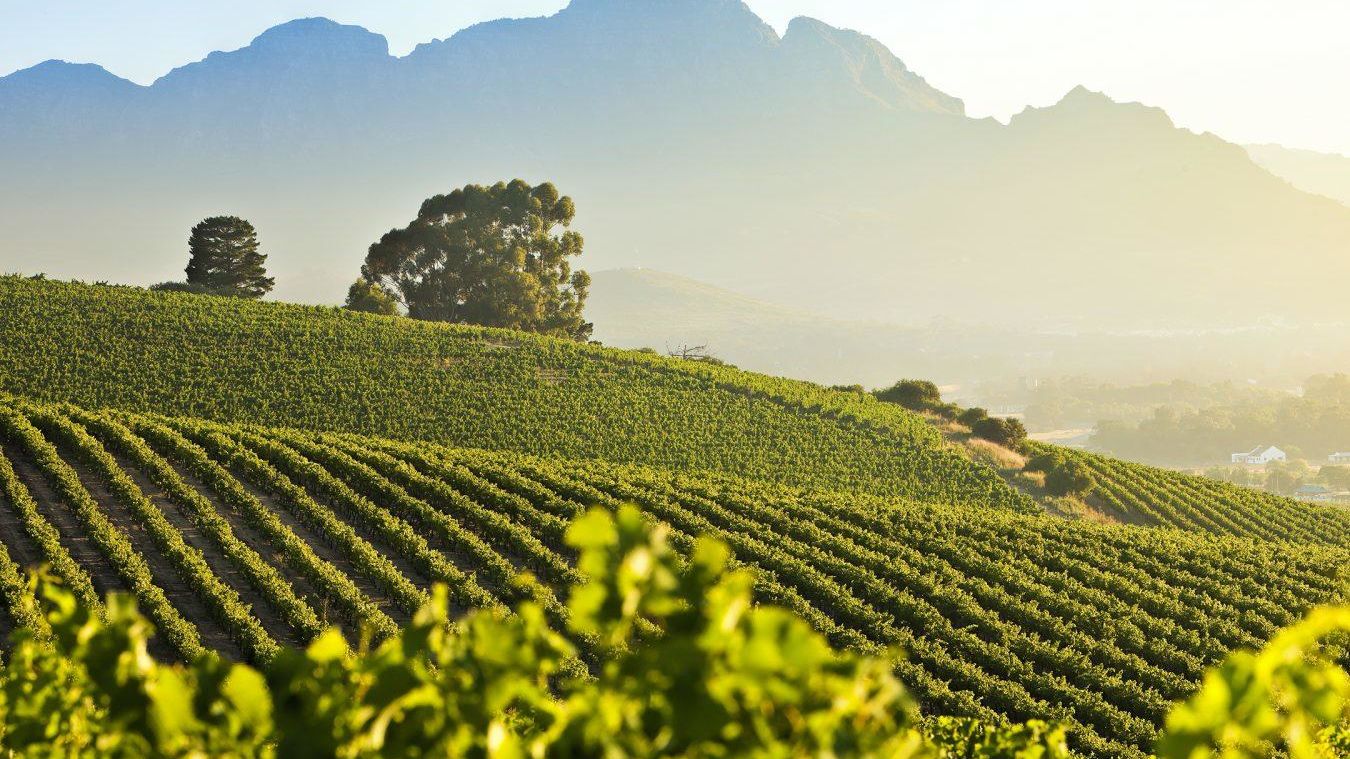 Kaapse Wijnlanden - Cape Winelands - Zuid-Afrika - Matoke Tours