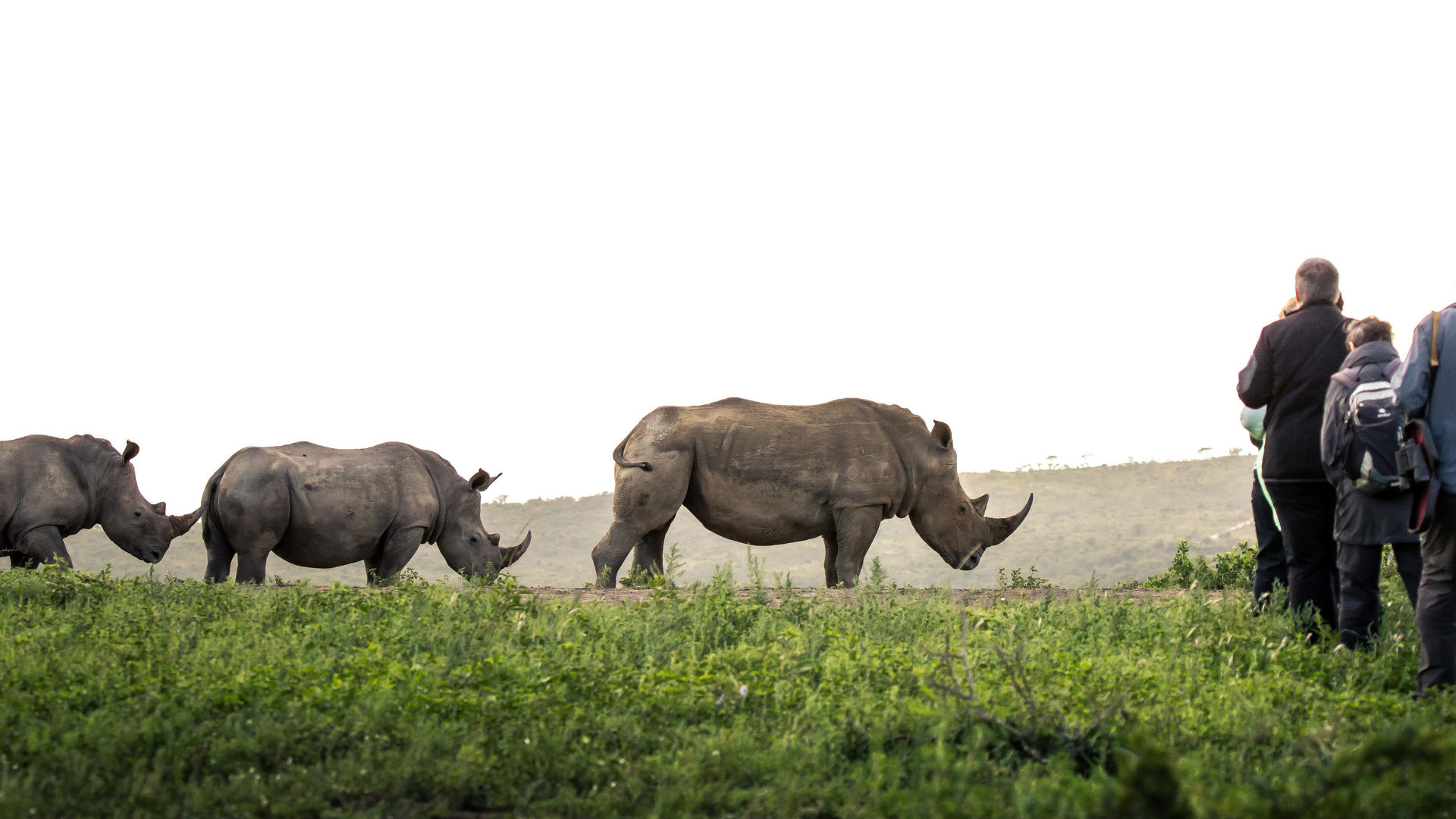 Hluhluwe-iMfolozi wildreservaat | Matoke Tours