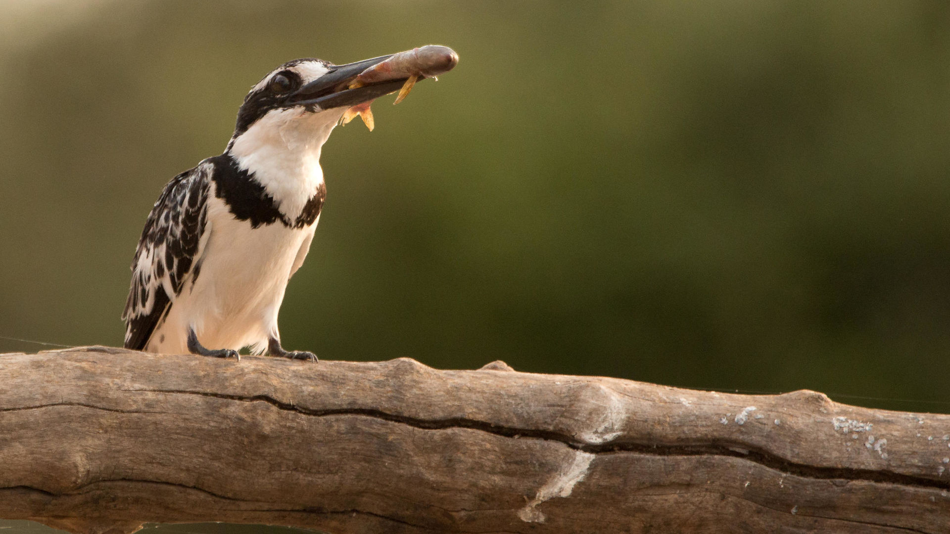 Het beste van Zimbabwe » Matoke