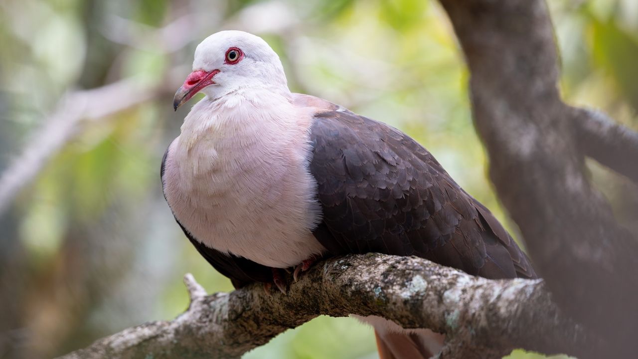 Black River Gorge National Park - Tips en informatie | Matoke Tours