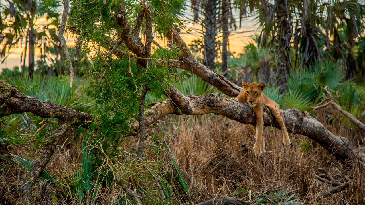 Gorongosa National Park | Safari in Mozambique | Matoke Tours