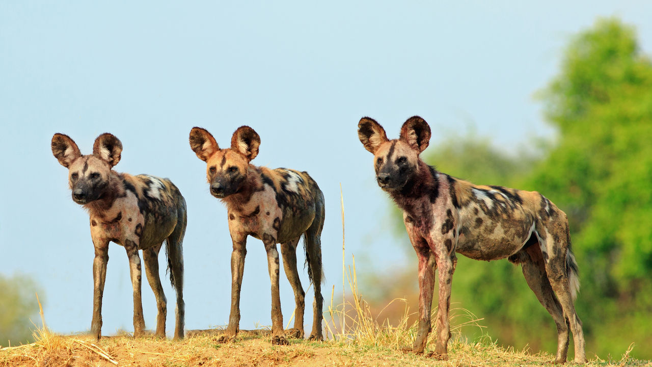 Gorongosa National Park | Safari in Mozambique | Matoke Tours