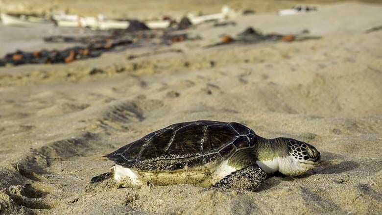 Stranden Mozambique Machangul, Inhaca en Maputo | Matoke Tours