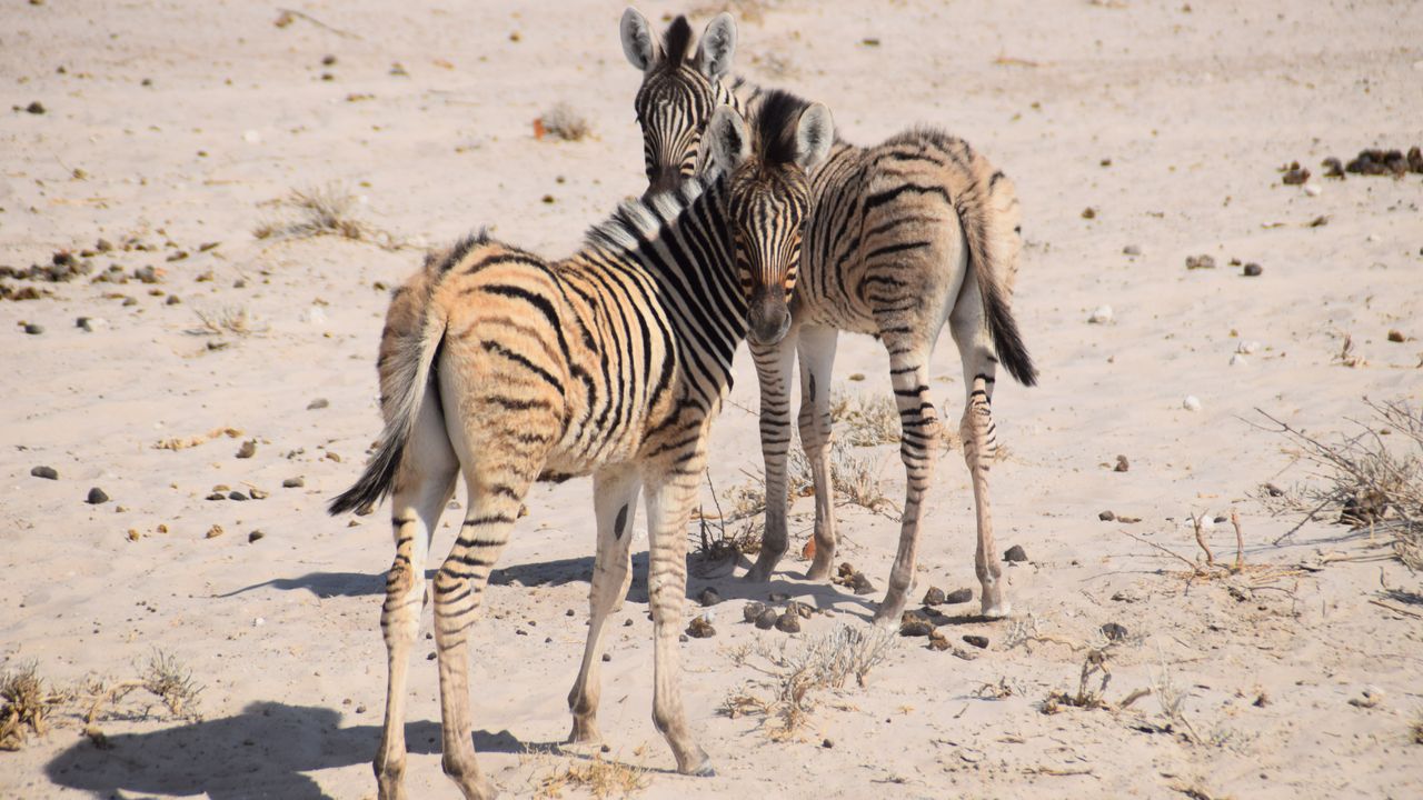 Reisspecialist Celia van Matoke Tours op selfdrive studiereis door Namibië, Botswana en Zimbabwe