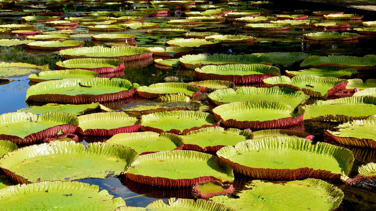 13-daagse rondreis Mauritius - in de voetsporen van Prins Maurits.
