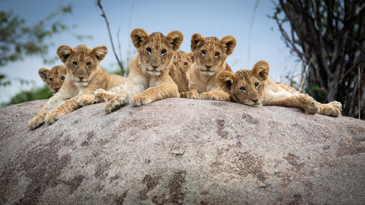 Lion safari serengeti