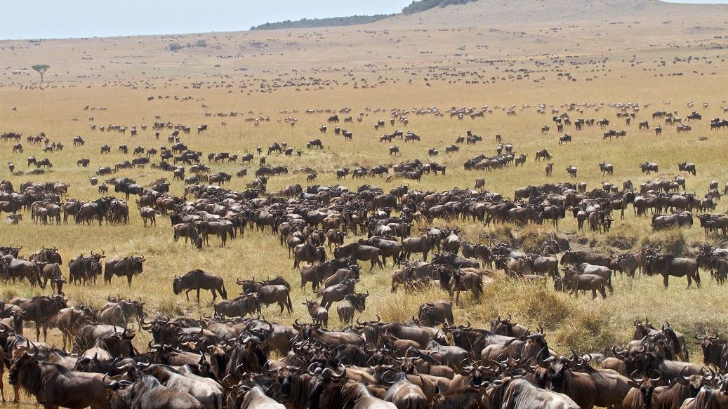 Privéreis Tanzania grote trek kalverseizoen- 9 dagen|Matoke Tours