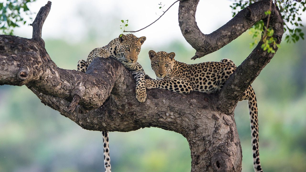 Rondreis twee weken Zuid Afrika en Seychellen | Malariavrij reizen