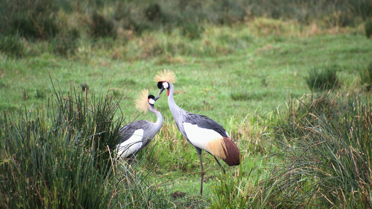 ongerept kenia