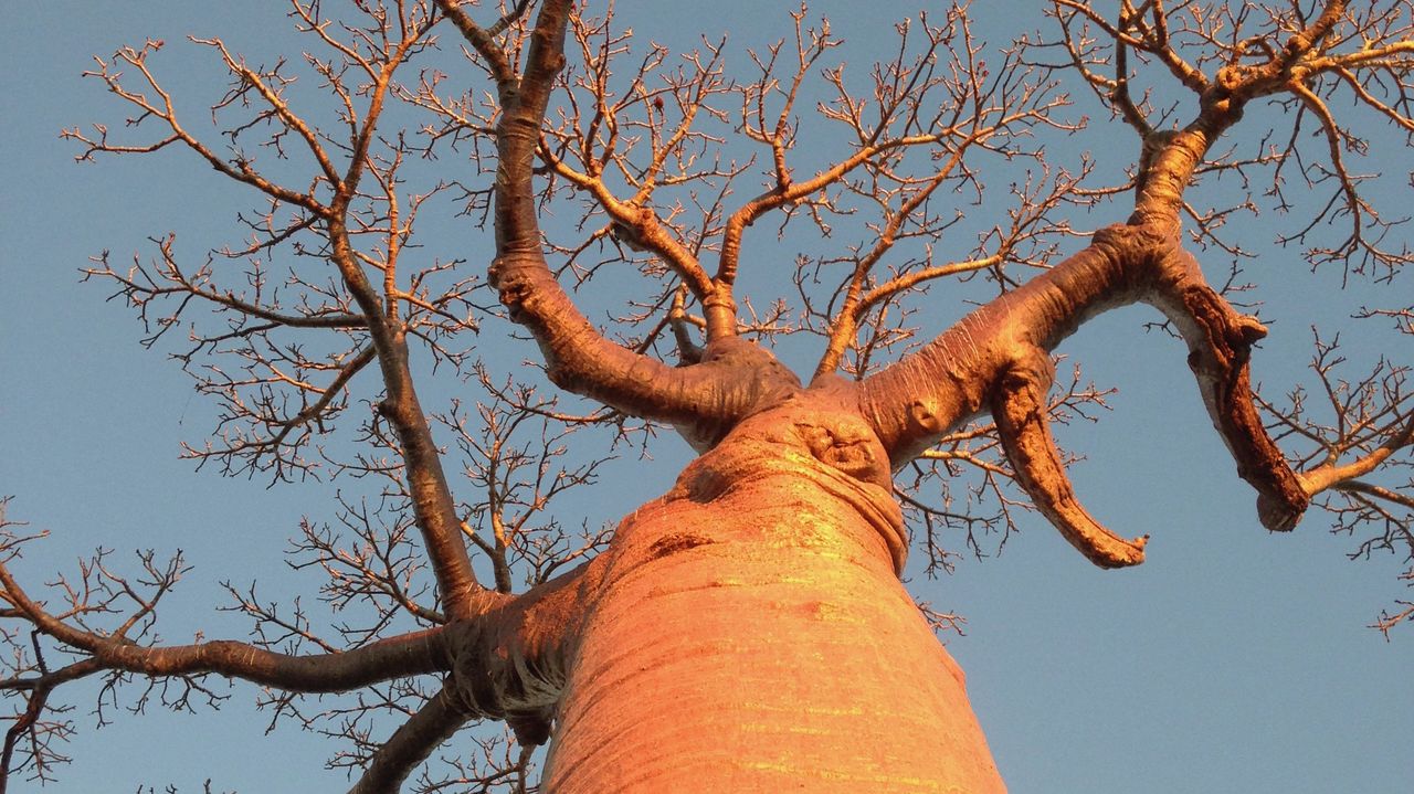 Madagascar reis - De Baobab Laan