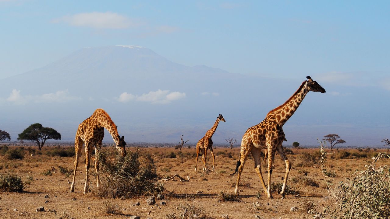 Kenia Safari en strand » Matoke